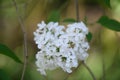 Sweetheart Lilac Syringa x hyacinthiflora Schneeweisschen white inflorescence Royalty Free Stock Photo